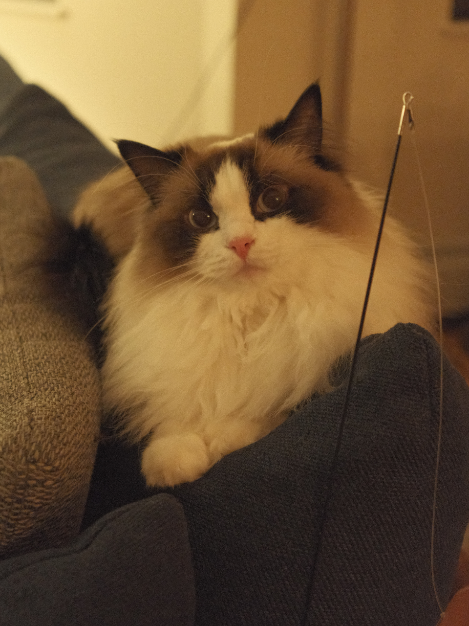 Thea is a brown and white Seal Bicolor Ragdoll cat. She lies on the back of a navy couch, head tilted, paws peeking out from underneath her fluffy white chest. She looks very demure.